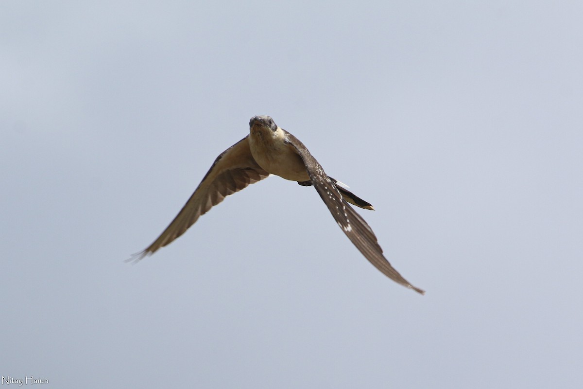Great Spotted Cuckoo - nitay haiun