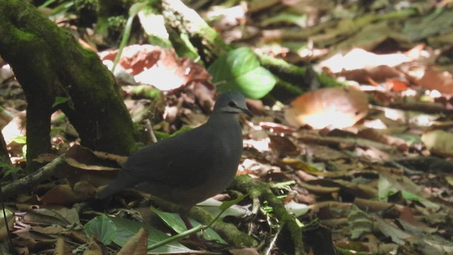 Purplish-backed Quail-Dove - ML444797091