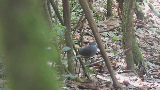 Purplish-backed Quail-Dove - ML444797201