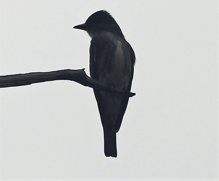 Olive-sided Flycatcher - ML444797441