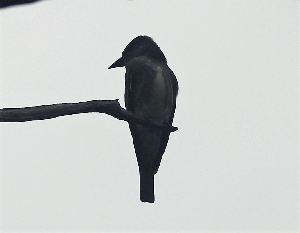 Olive-sided Flycatcher - ML444797451