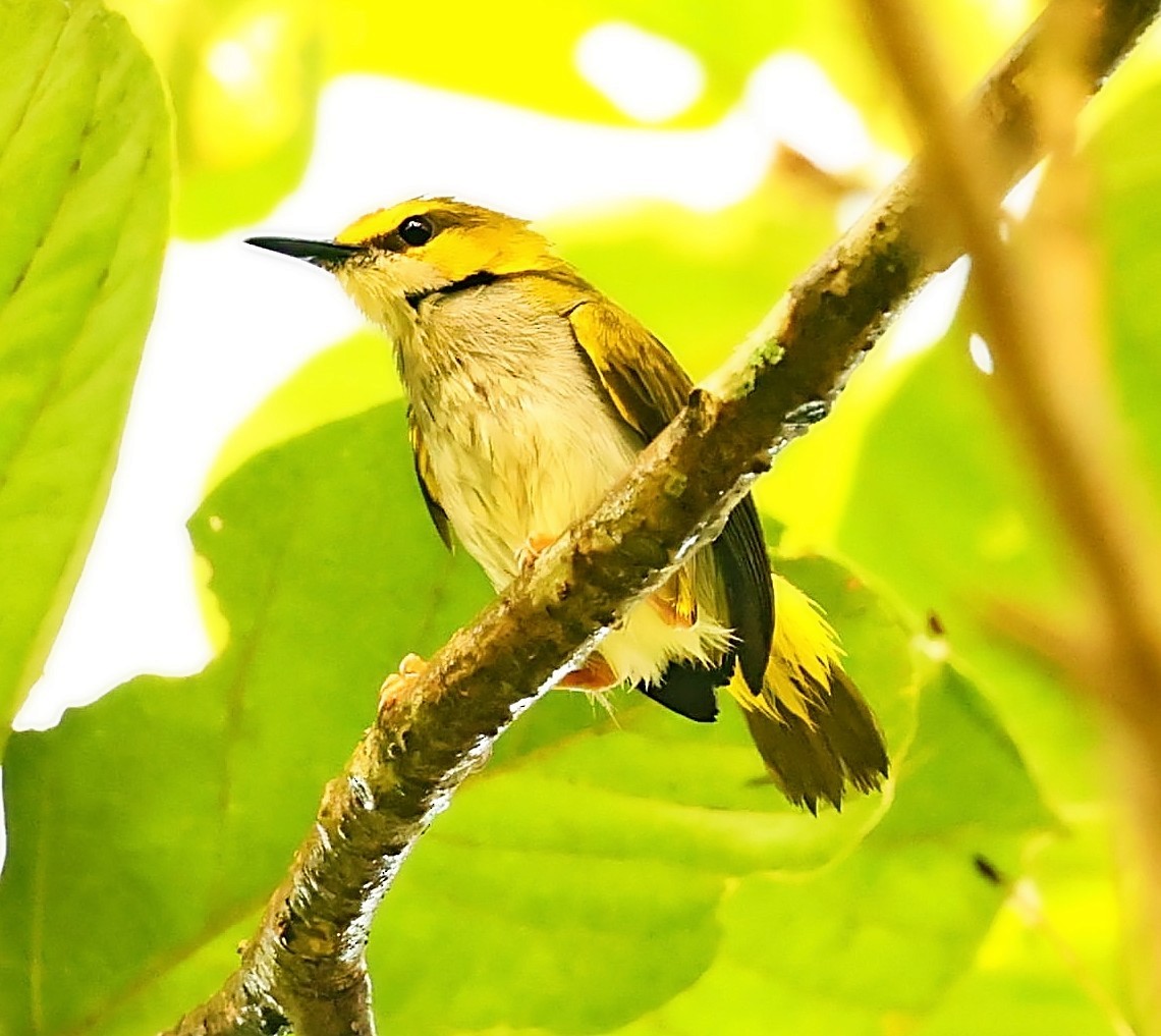 Yellow-browed Camaroptera - Maciej  Kotlarski