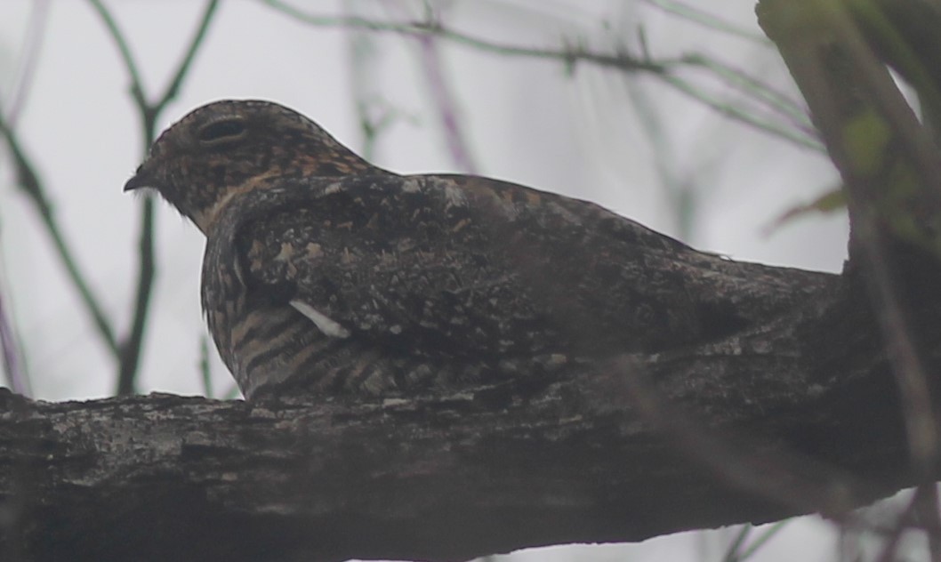 nighthawk sp. - ML444799171