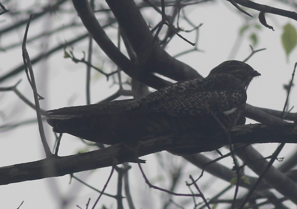 nighthawk sp. - ML444799181