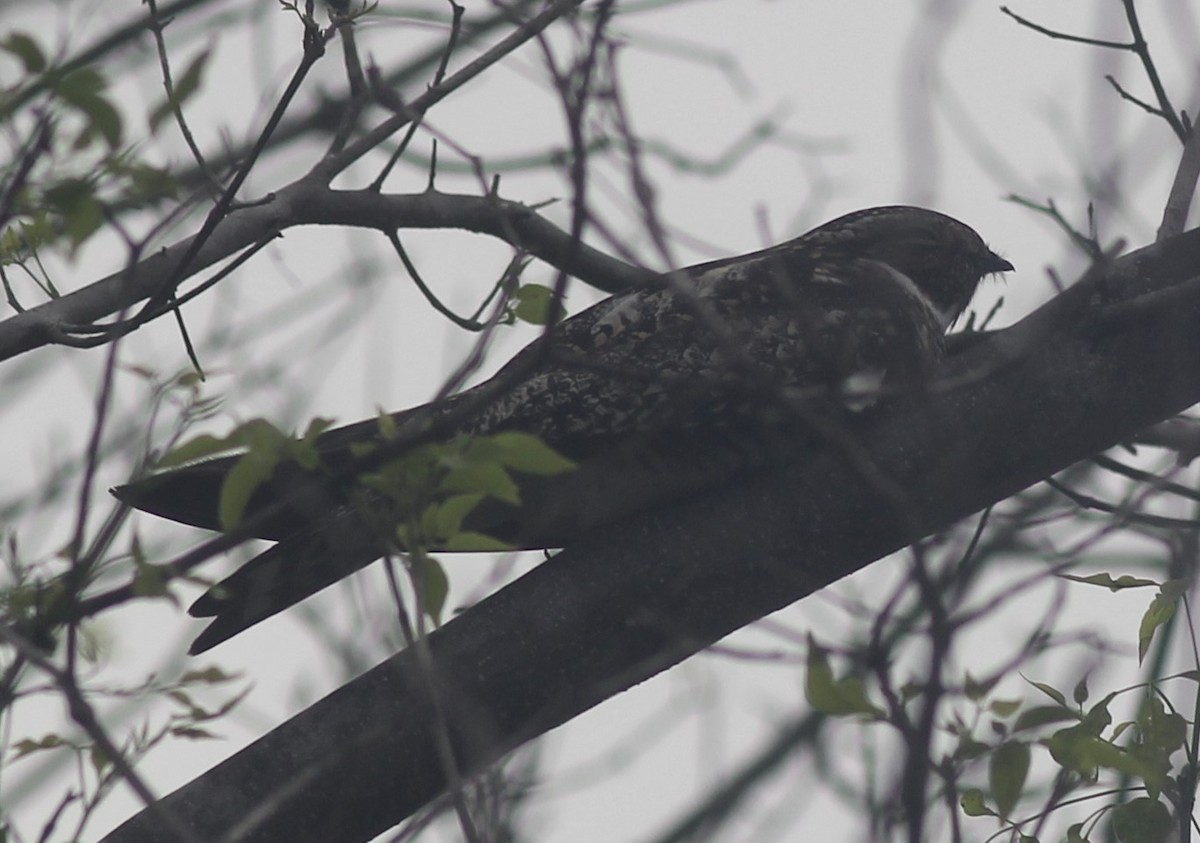 nighthawk sp. - ML444799191