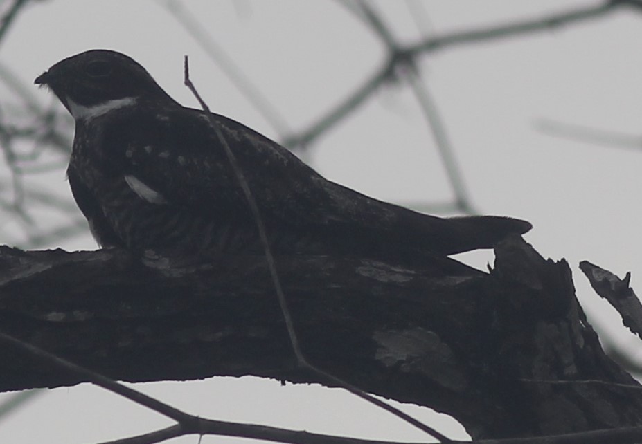 nighthawk sp. - ML444799201