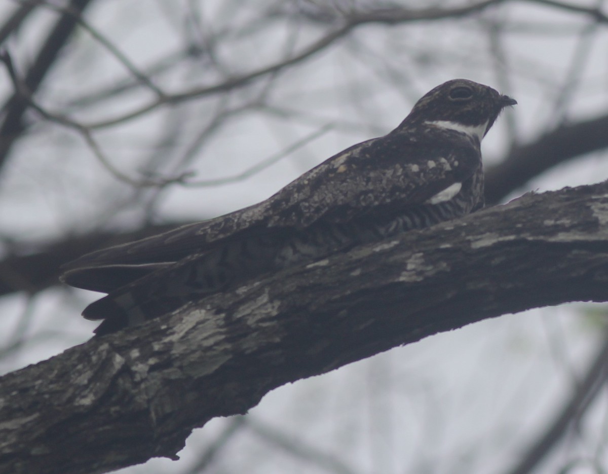 nighthawk sp. - ML444799211