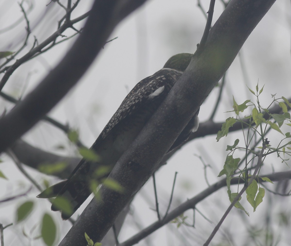 nighthawk sp. - ML444799221