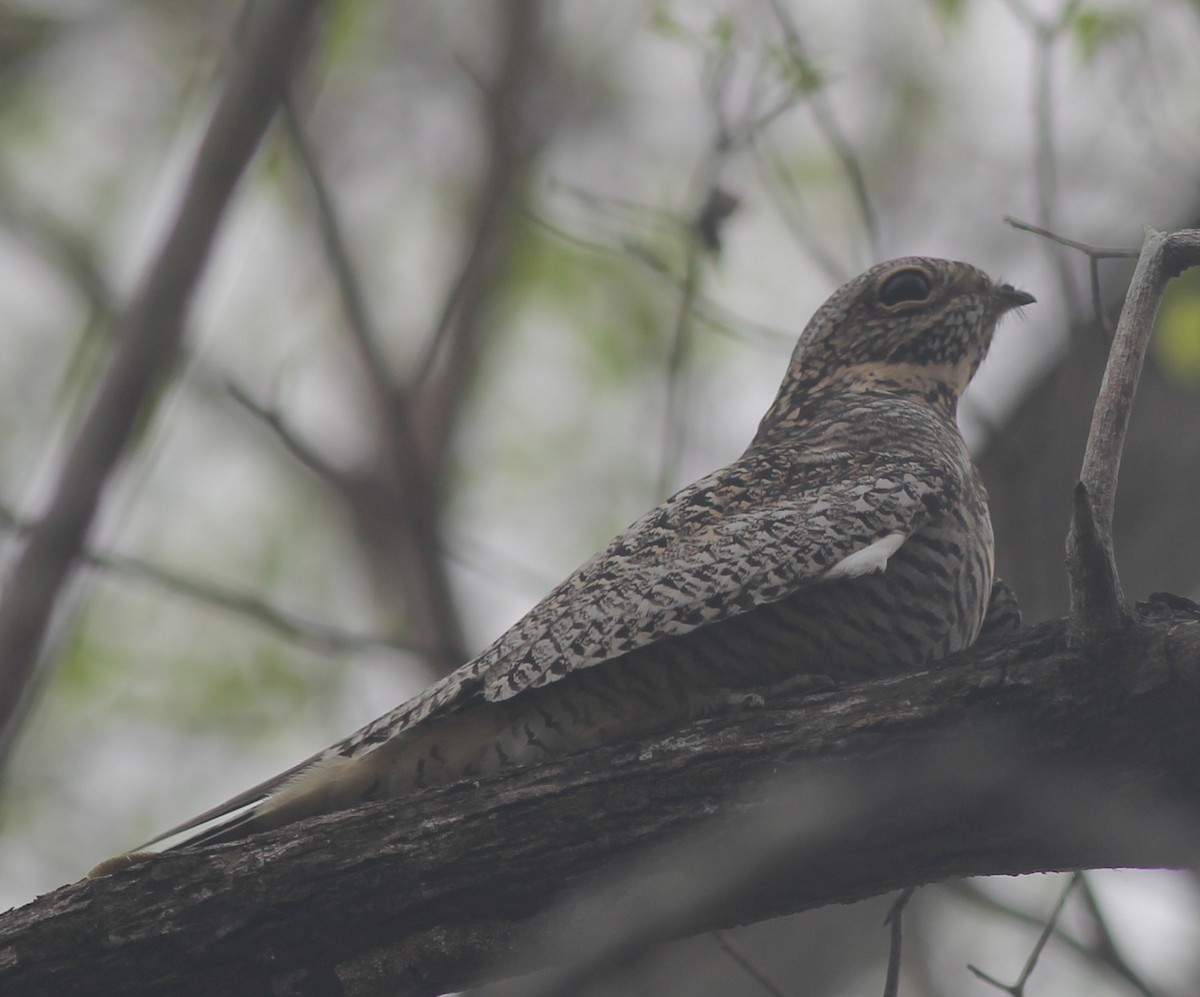 nighthawk sp. - ML444799231