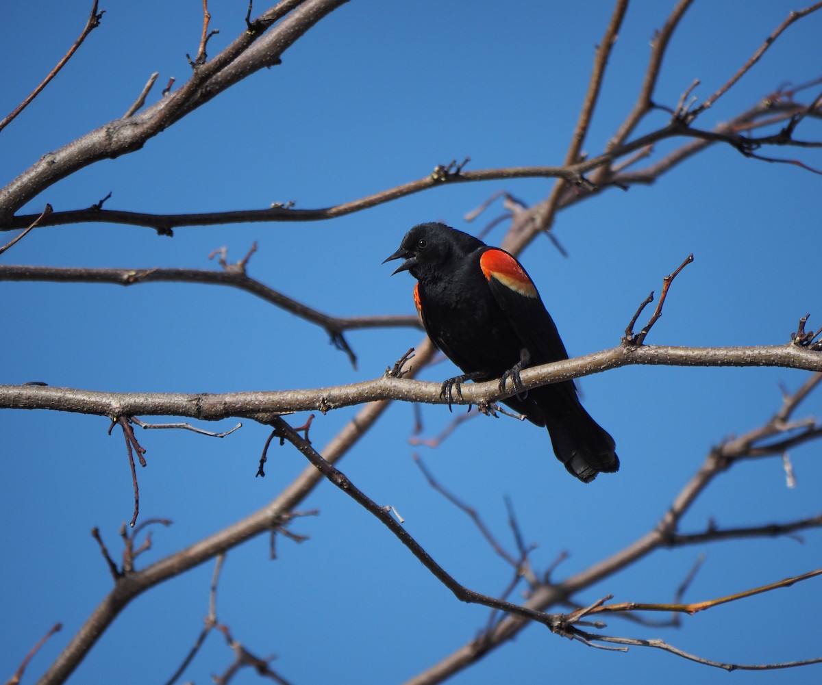 Red-winged Blackbird - André Dionne