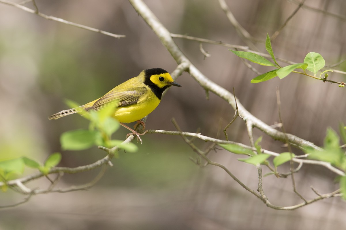 Hooded Warbler - ML444799541