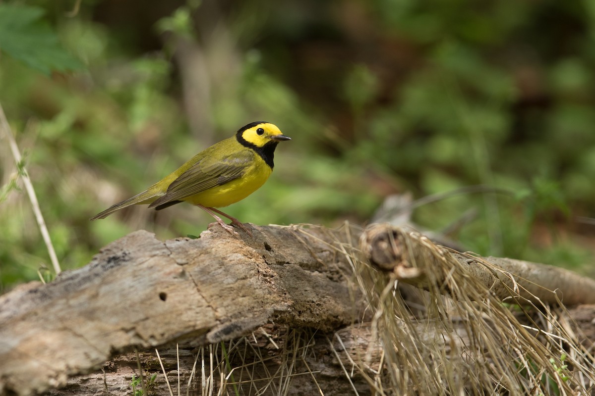 Hooded Warbler - ML444799581