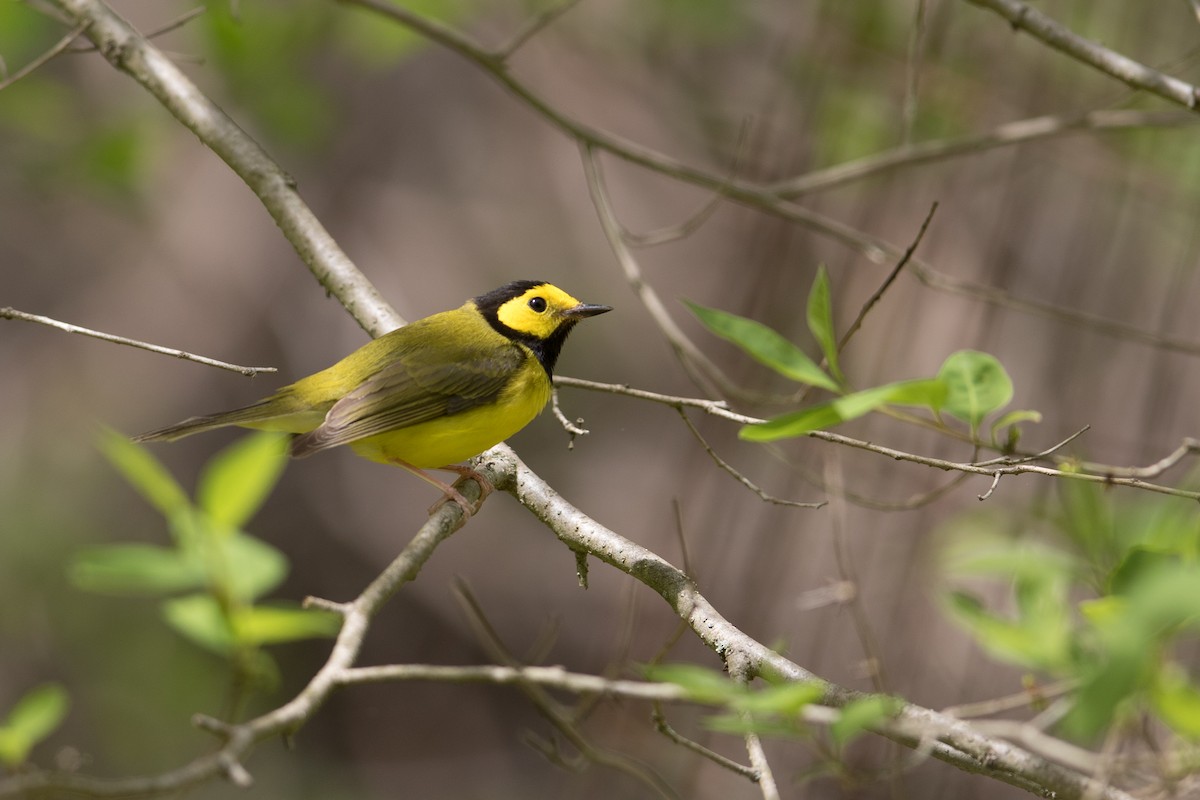 Hooded Warbler - ML444799591