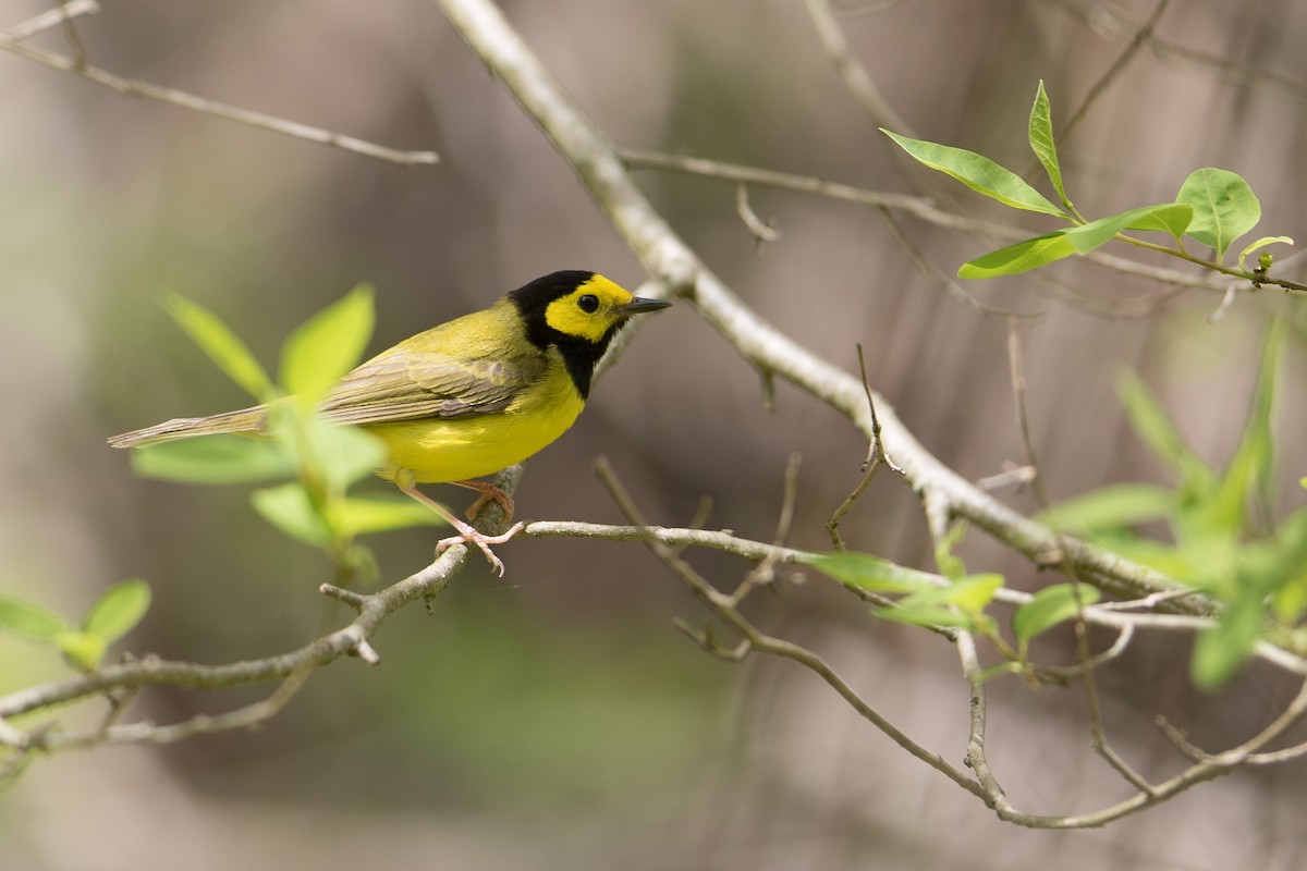 Hooded Warbler - Megan Kasprzak