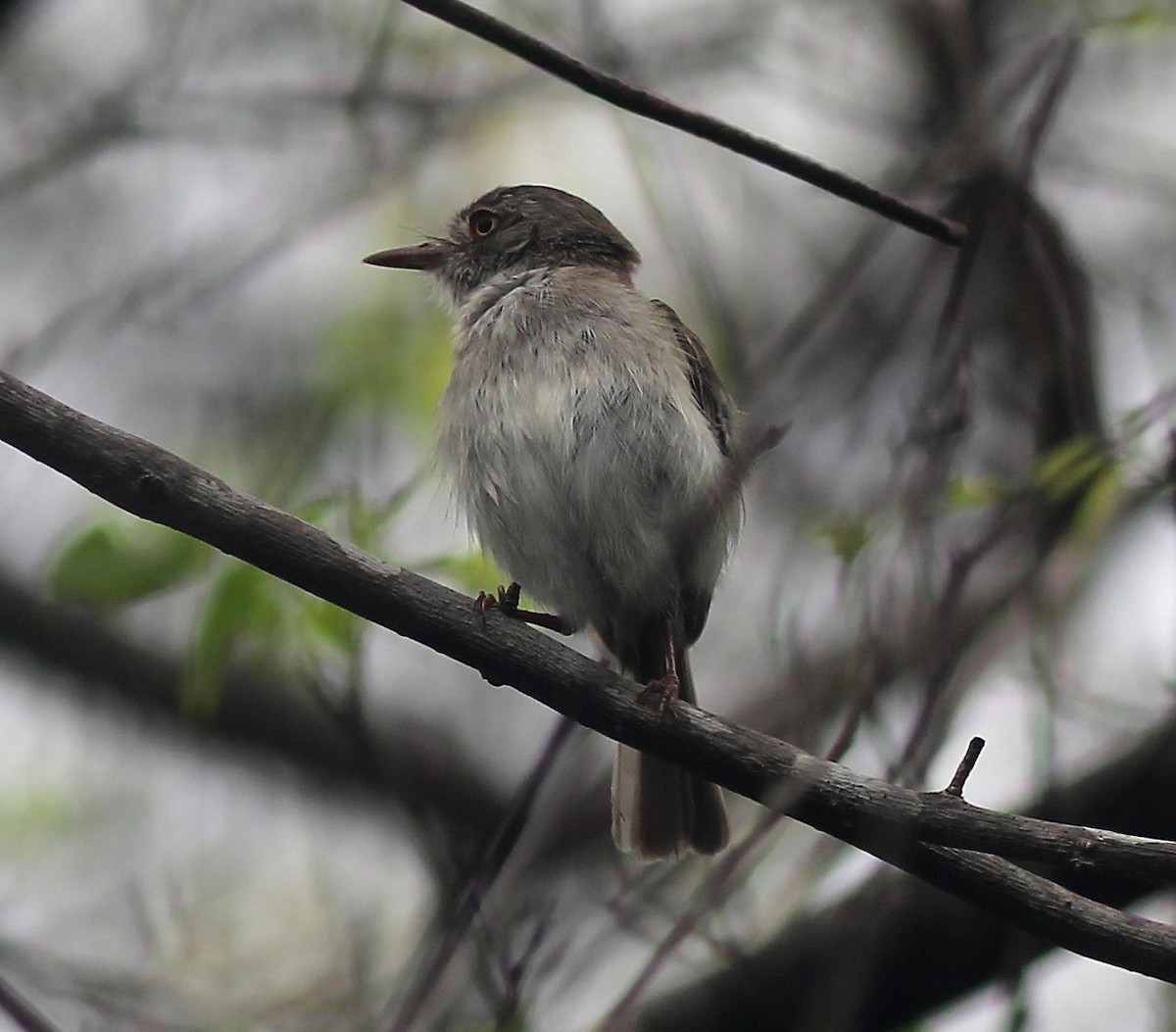 Pearly-vented Tody-Tyrant - ML444800141