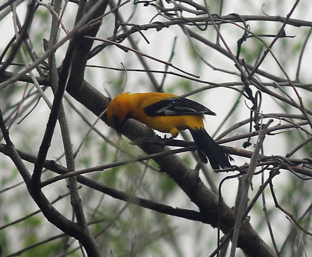 Yellow Oriole - ML444800801