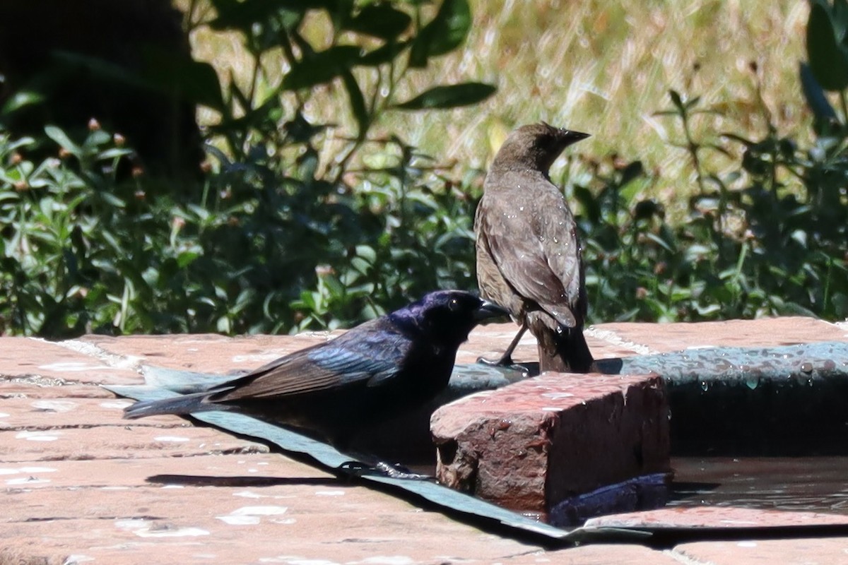 Shiny Cowbird - ML444801271