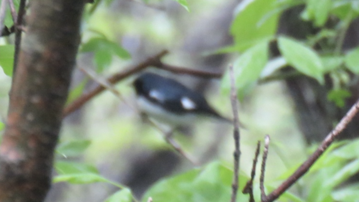 Black-throated Blue Warbler - ML444801311