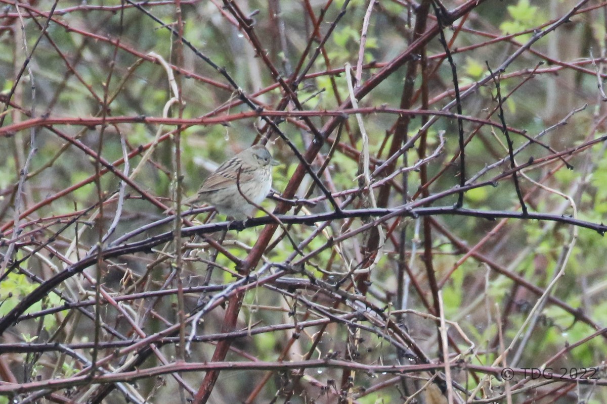 Lincoln's Sparrow - ML444801671