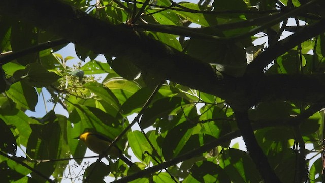 Black-and-yellow Tanager - ML444803261