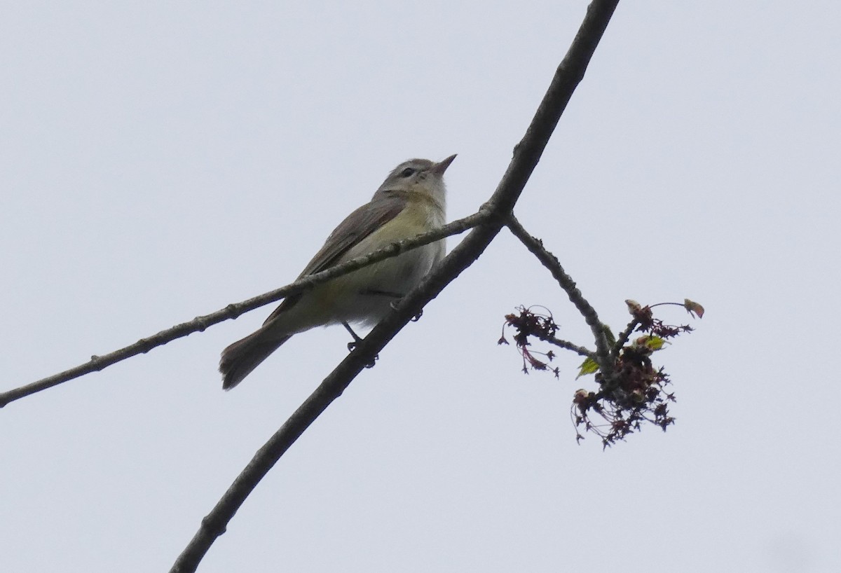 Warbling Vireo - ML444803331