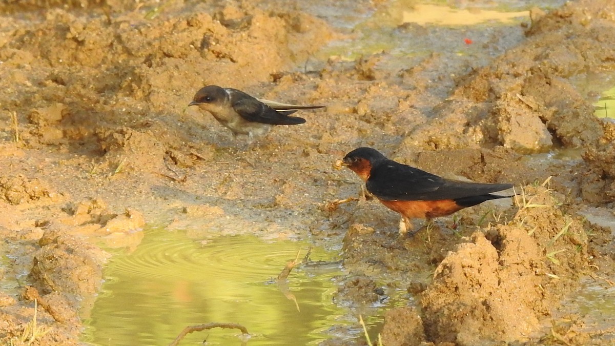 Sri Lanka Swallow - ML444803421