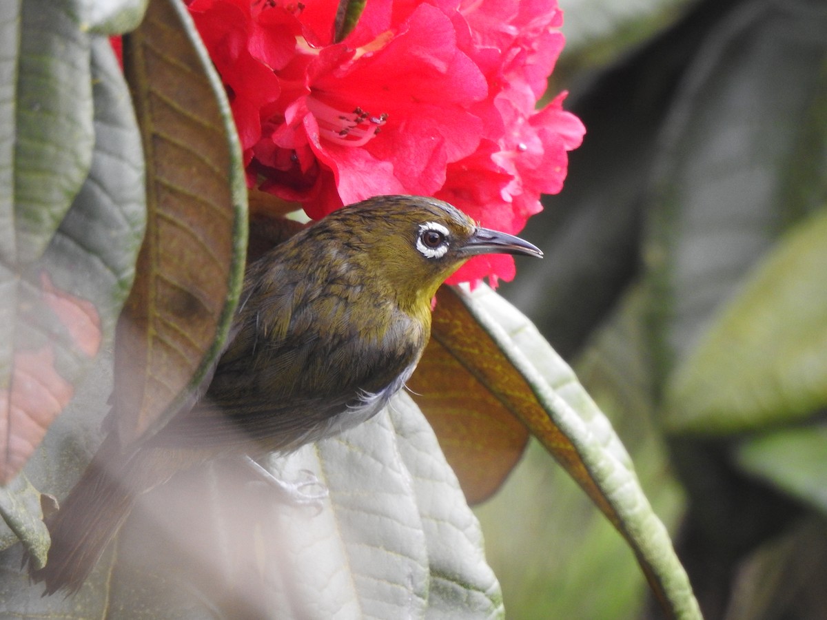 Sri Lanka White-eye - ML444803591