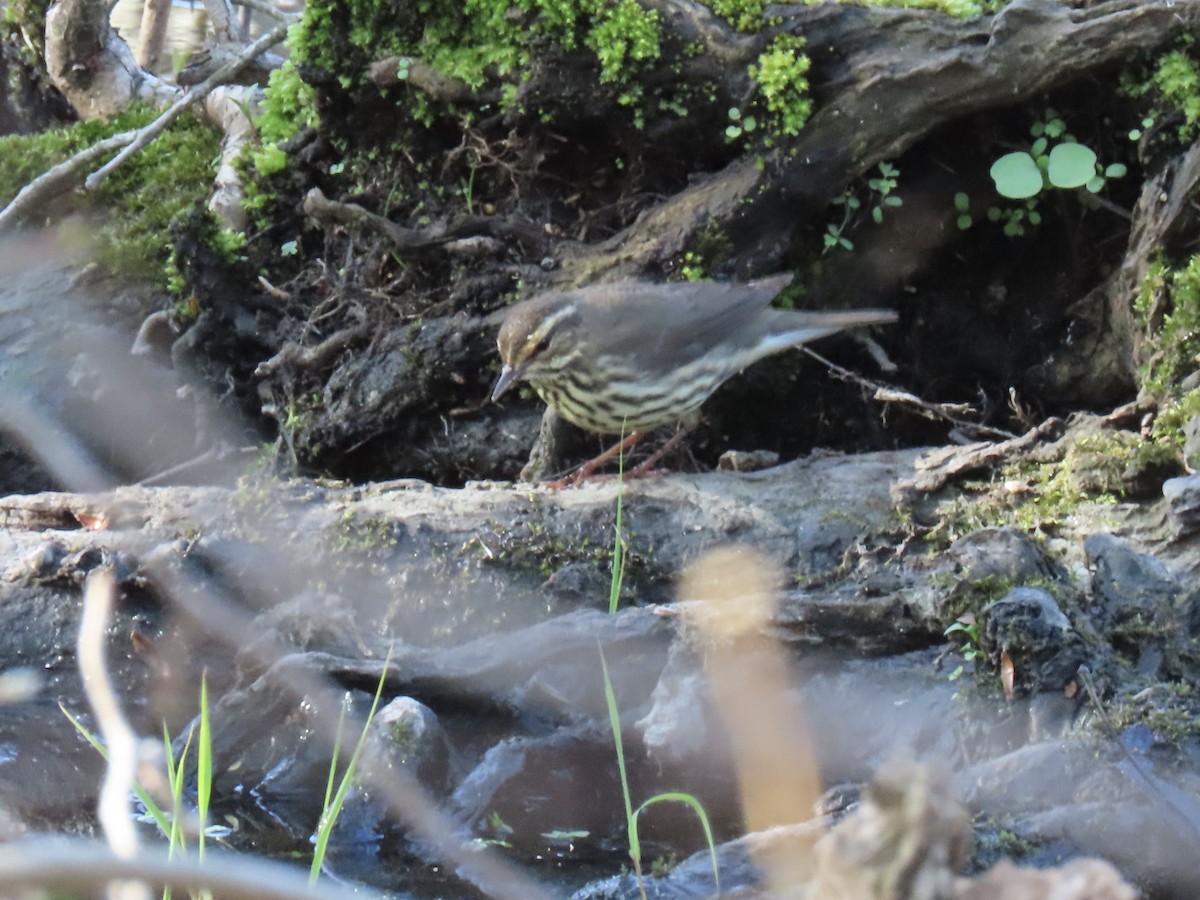 Northern Waterthrush - ML444803991