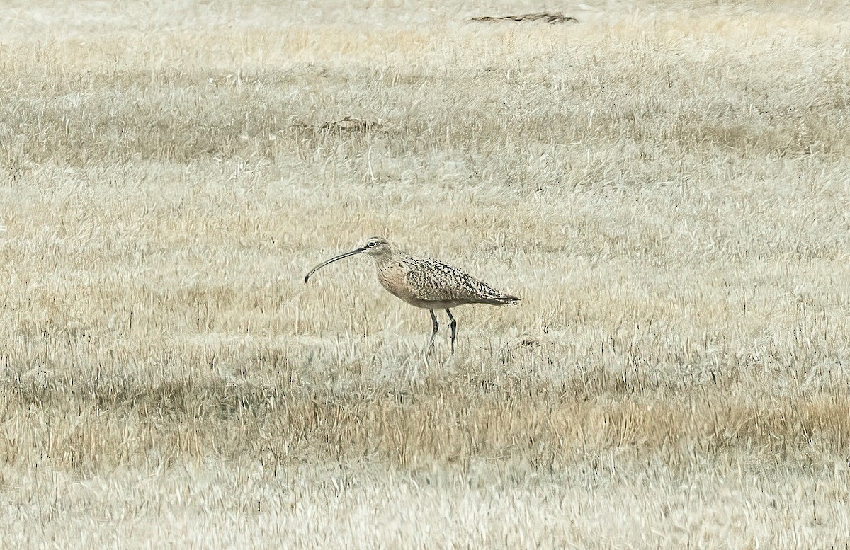 Long-billed Curlew - ML444804761