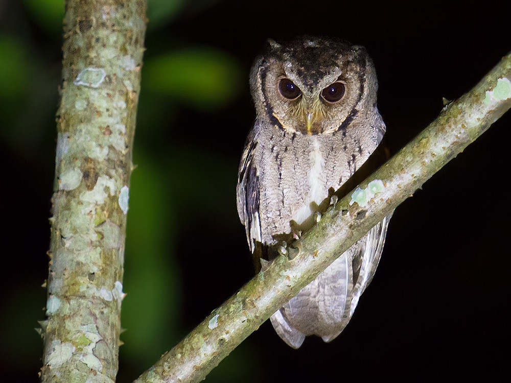 Collared Scops-Owl - ML44480481