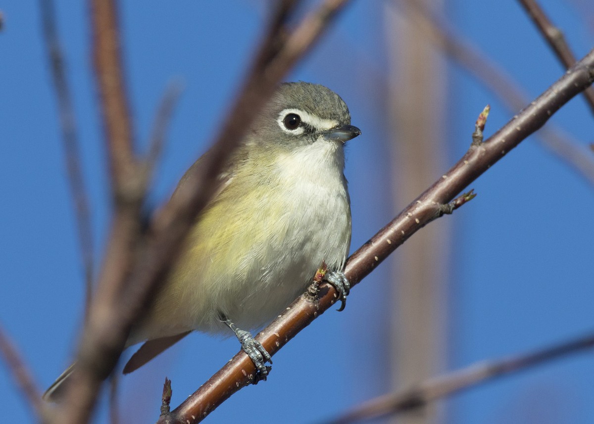 Blue-headed Vireo - ML444805181