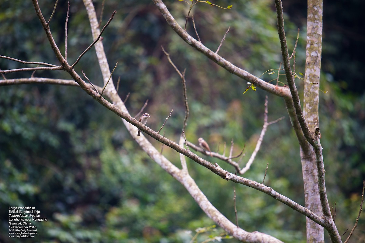 Large Woodshrike - ML44480541