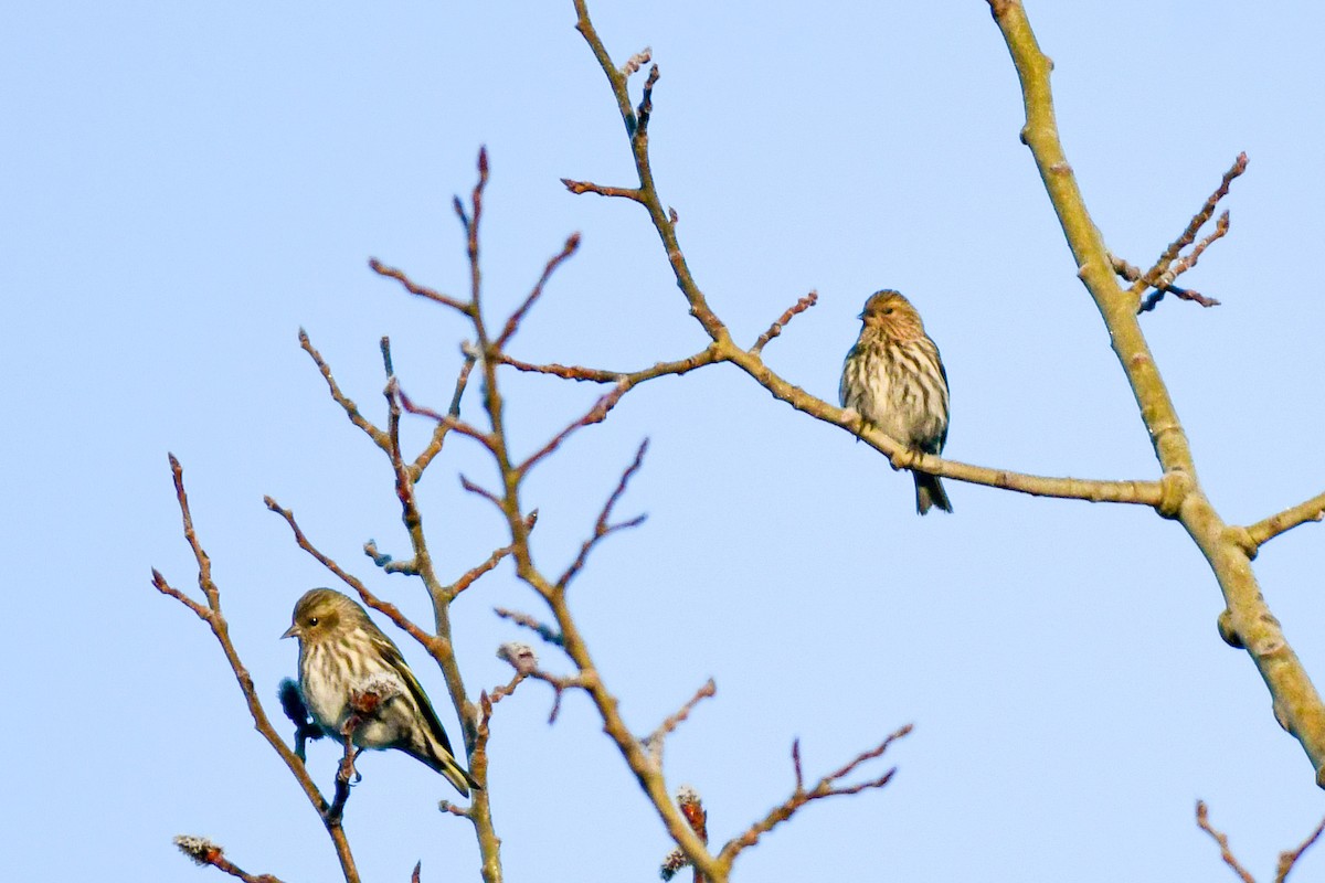 Pine Siskin - Raphaël Nussbaumer