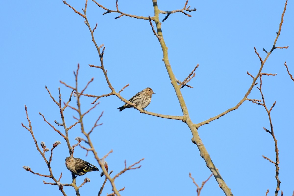 Pine Siskin - Raphaël Nussbaumer