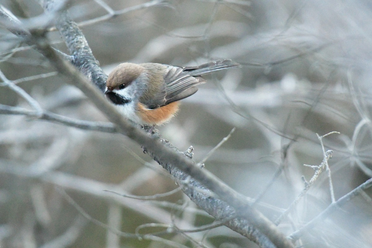 Boreal Chickadee - ML444807331