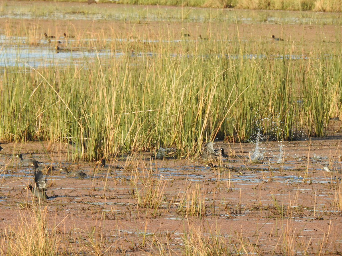 Red-gartered Coot - ML444807931