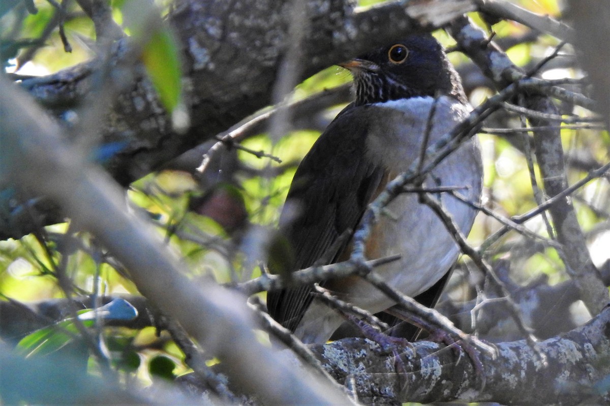 White-necked Thrush (Rufous-flanked) - ML444808251