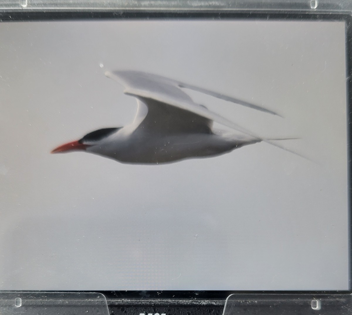 Caspian Tern - ML444811511