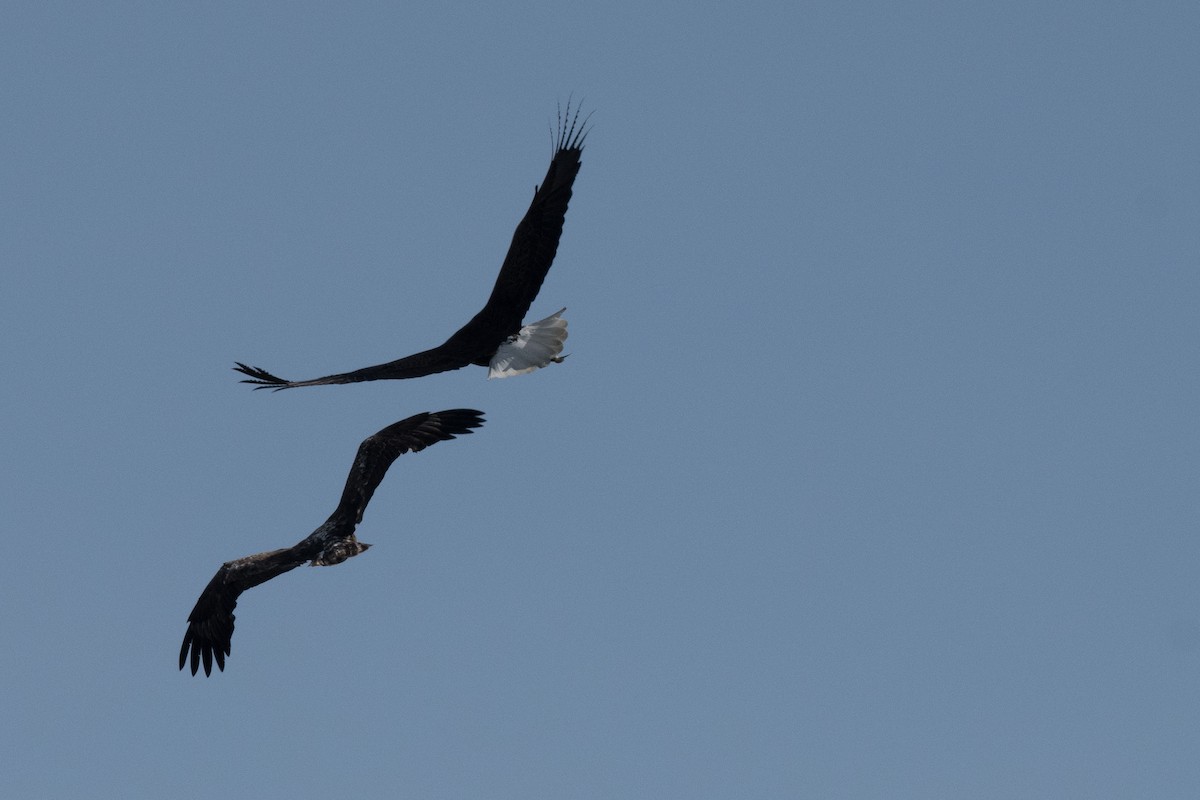 Bald Eagle - ML444818061