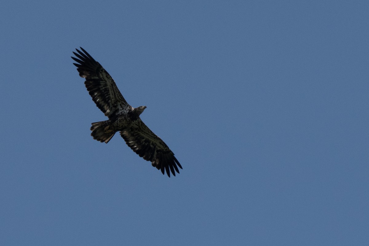 Bald Eagle - ML444818081