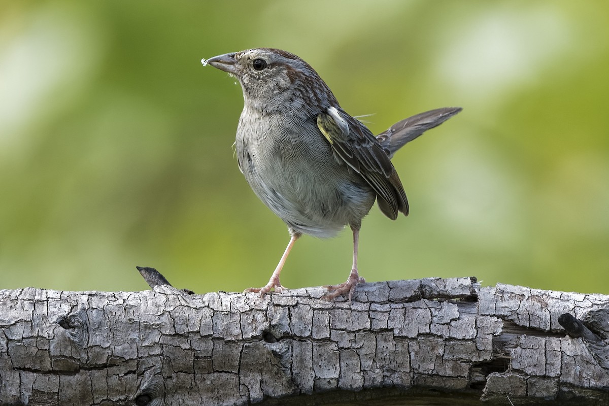 Bachman's Sparrow - ML444819761