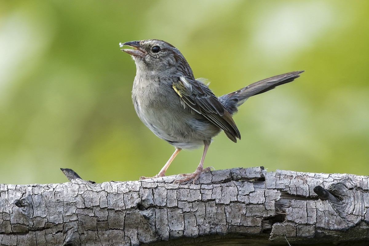 Bachman's Sparrow - ML444819771