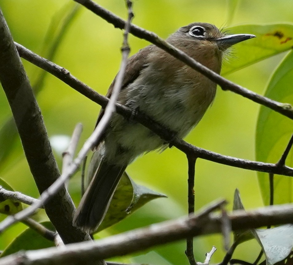 Rusty-breasted Nunlet - ML444822161