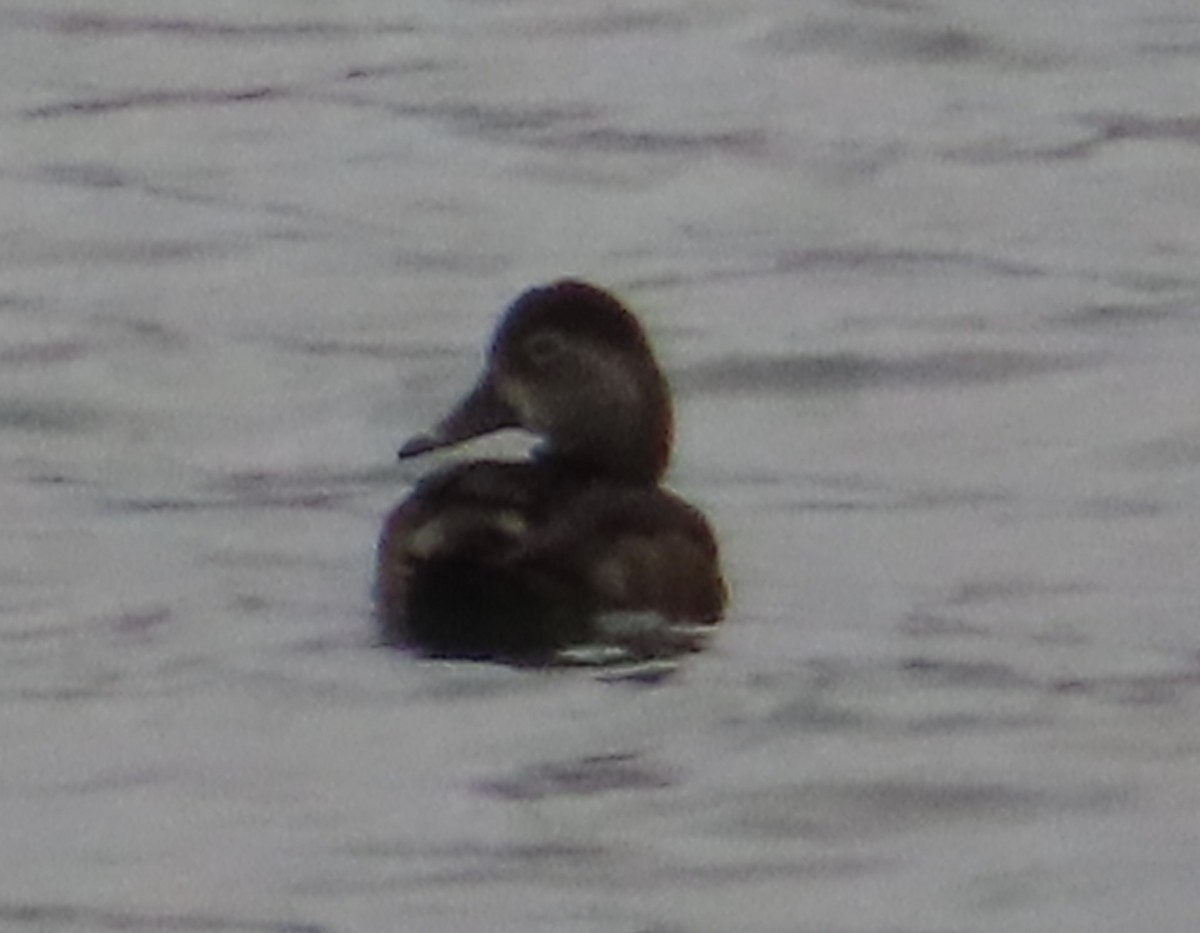 Ring-necked Duck - ML444822331
