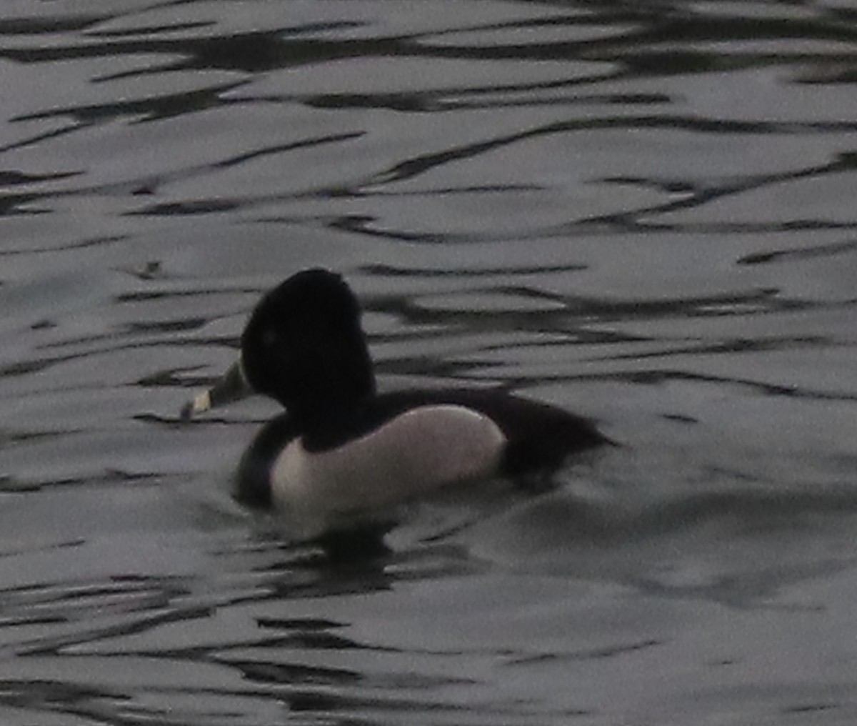 Ring-necked Duck - ML444822431