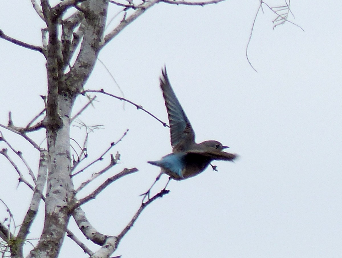 Mountain Bluebird - ML44482621