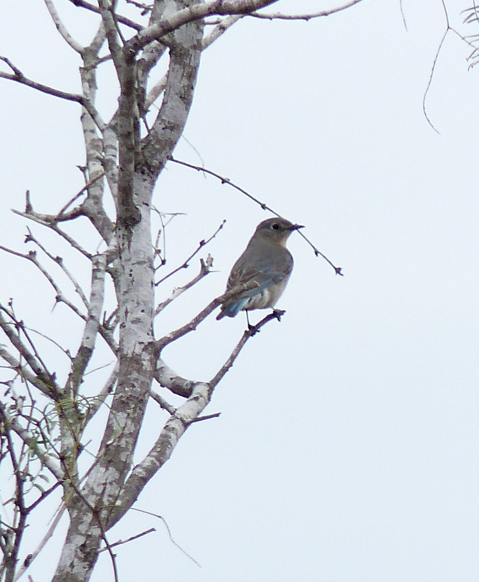 Mountain Bluebird - ML44482631