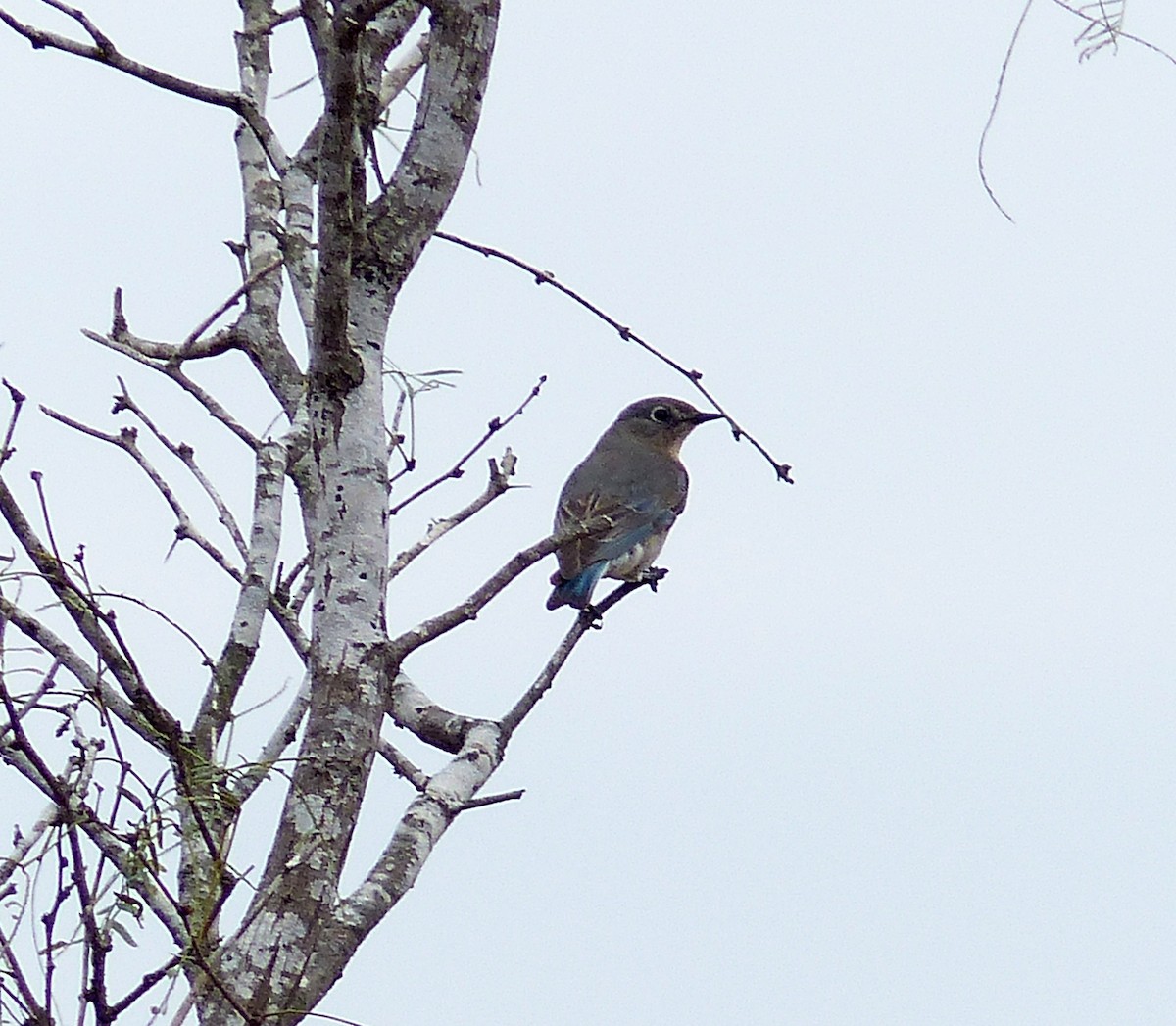 Mountain Bluebird - ML44482641