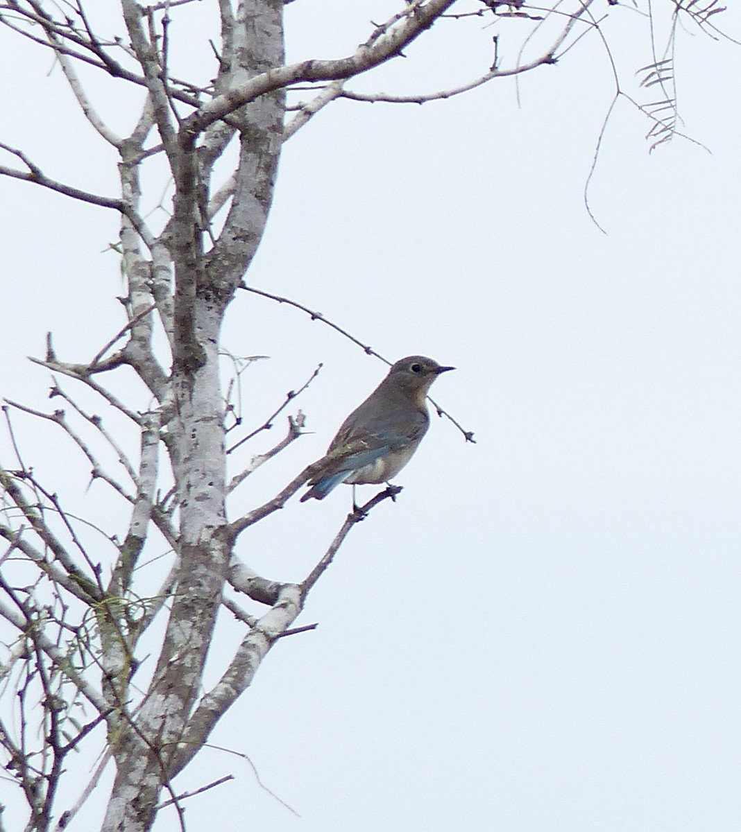 Mountain Bluebird - ML44482651