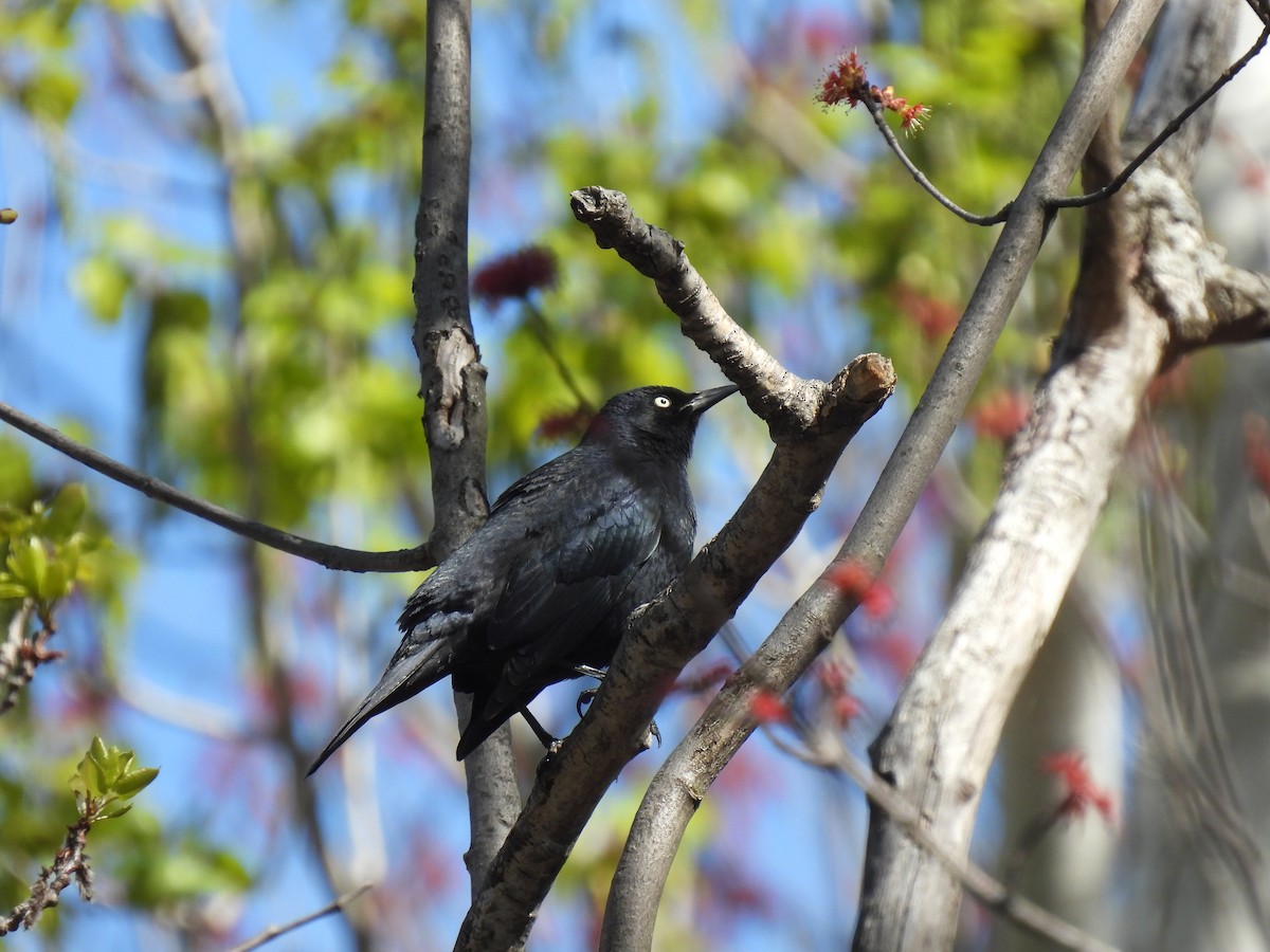 Rusty Blackbird - ML444827321